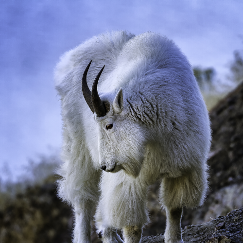 Rocky Mountain Goat