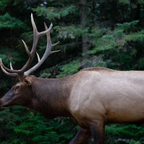 Elk in stride
