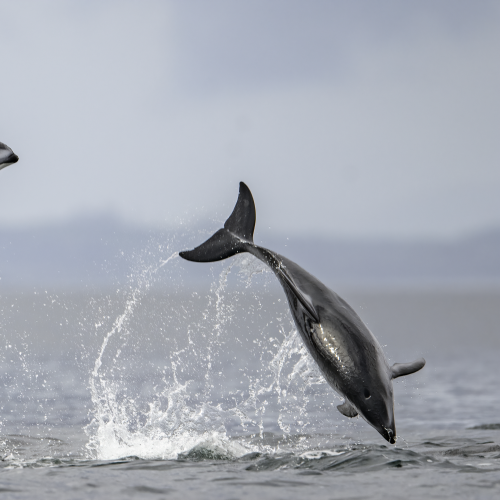 Energetic Dolphins 