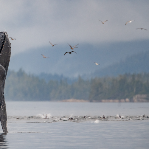 Humpback 