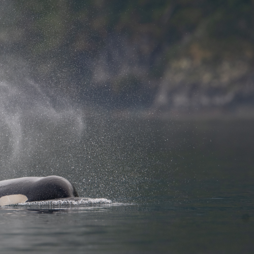 Orca dreams 