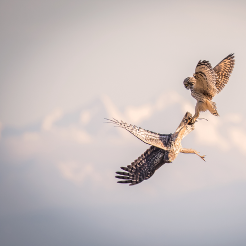 Northern Harrier VS Short-Eared Owl
