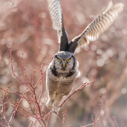 Taking Flight