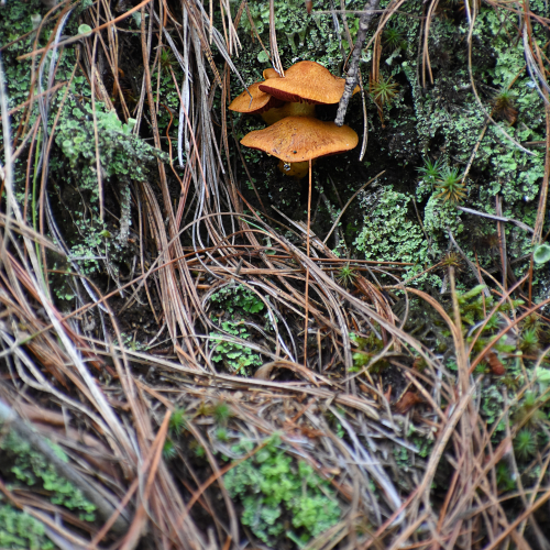 Mushrooms and Moss