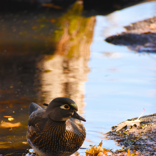 Sun Kissed Wood Duck 