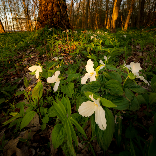 Spring Forest