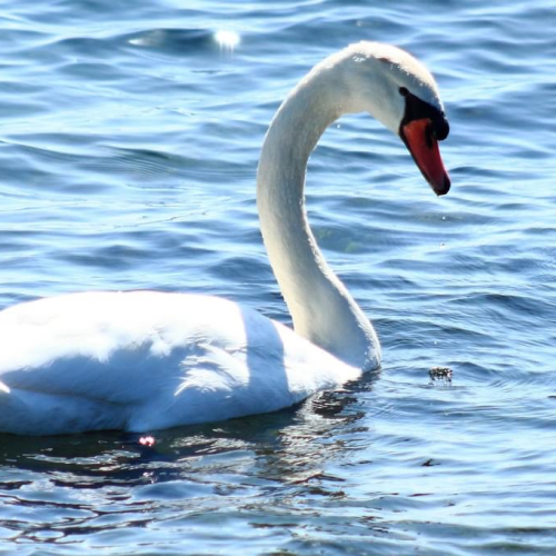 Swan on the lake