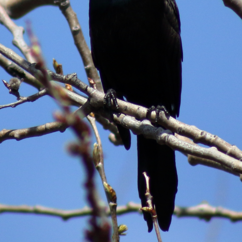 Common grackle in a tree