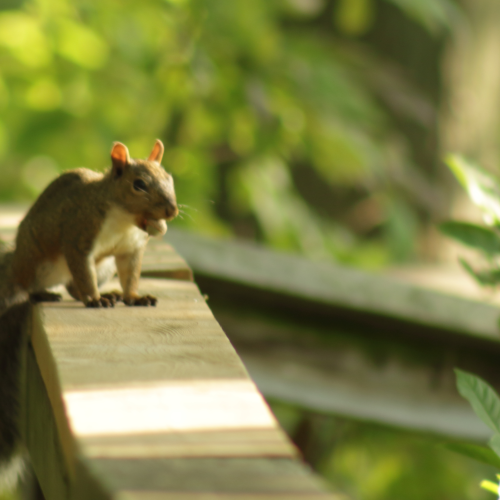 Squirrel gathering nuts