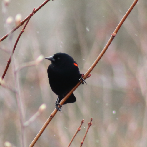 Red wing black bird in spring snow shower