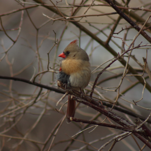 Cardinal in the tree
