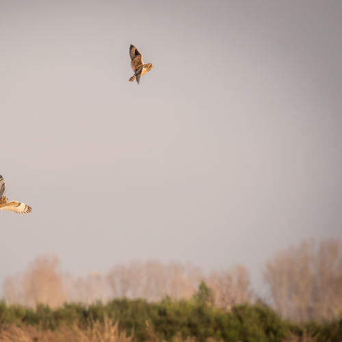Owl Play