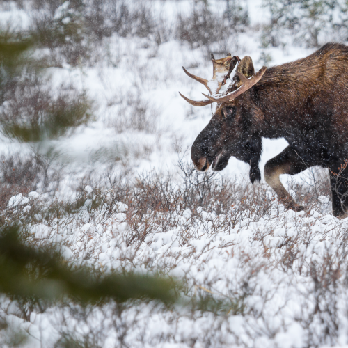 Snowstorm Moose 