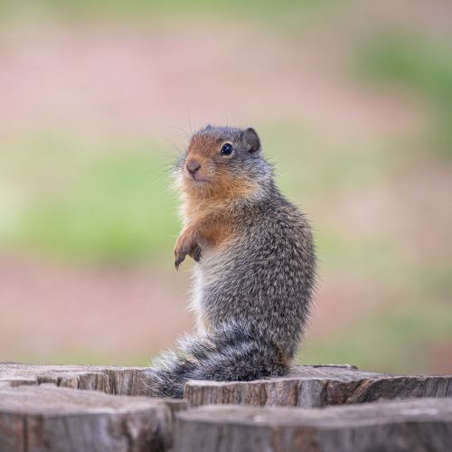 Pondering