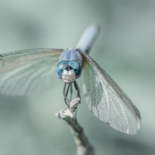 Delicate Wings