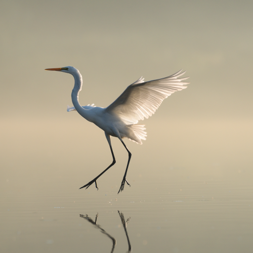 Last Dance 
