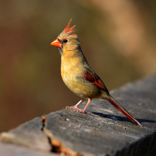 Mrs. Cardinal