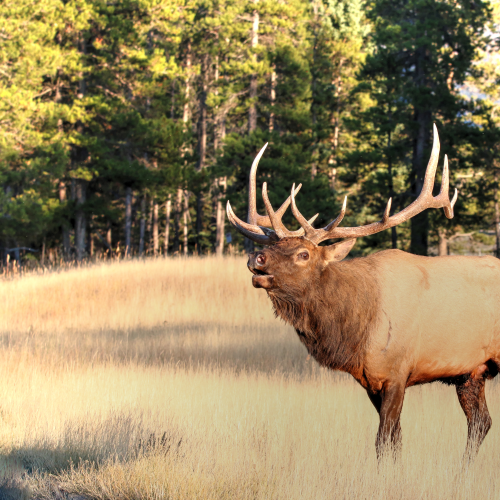Bull Elk Rut