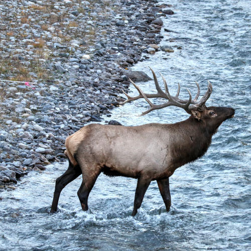 River Crossing