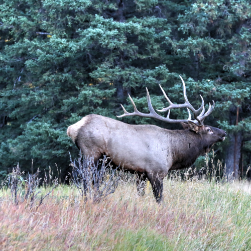 Call of the wild