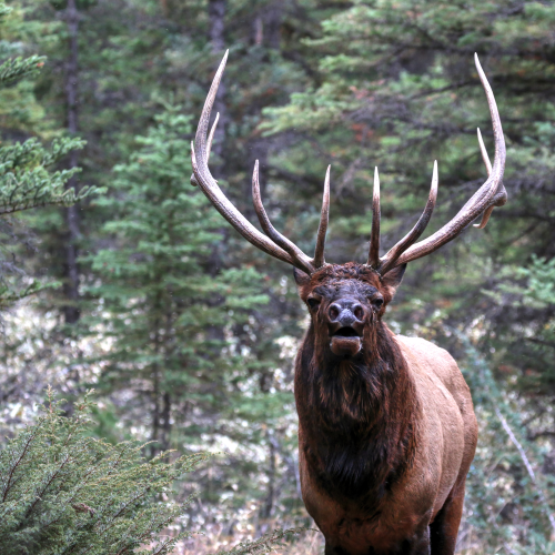 The rut