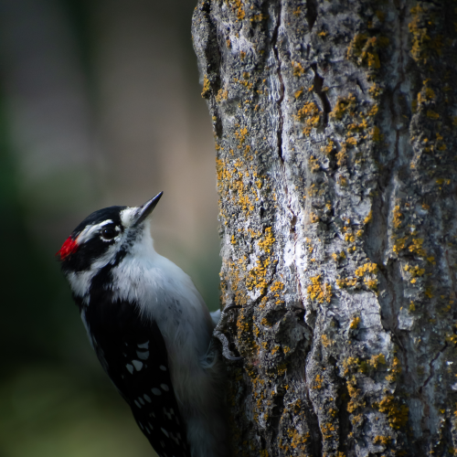 Nature's Tenant