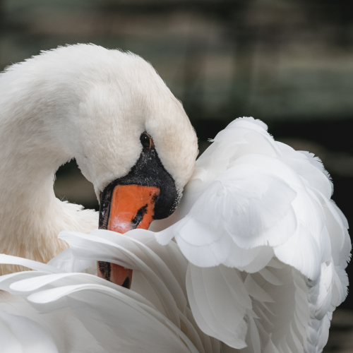 Shy Swan