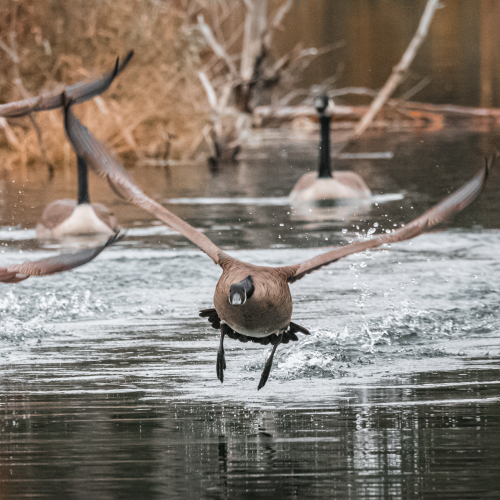 Stages of Flight