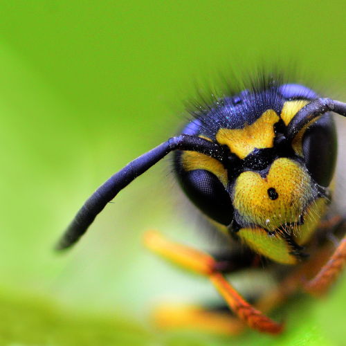 Wasp