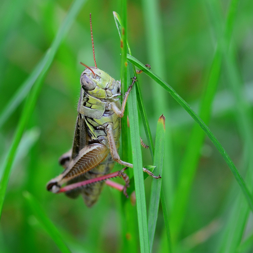 Up close with Grasshopper