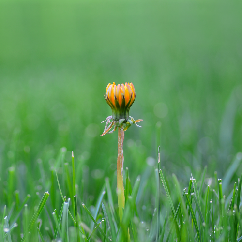 Young Dandelion