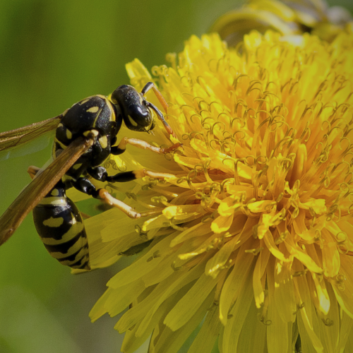 Wasp on a Dandelion