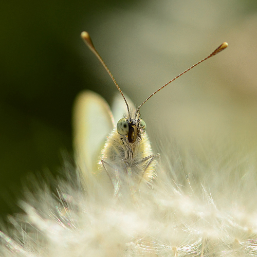 Butterfly on a Dandelion