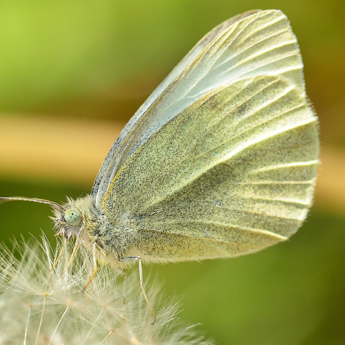 Butterfly on a Dandelion