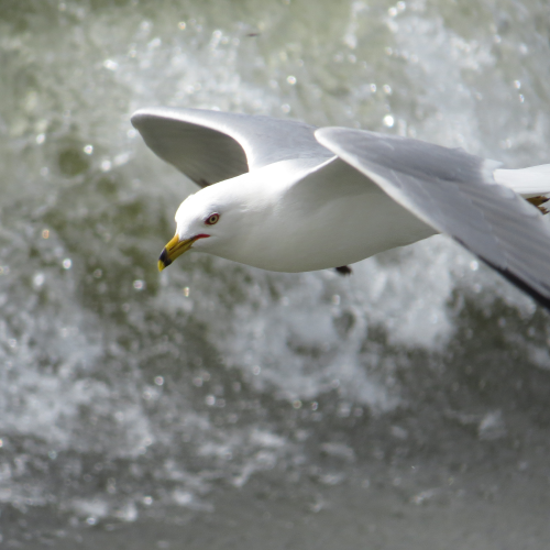 Soaring Gull