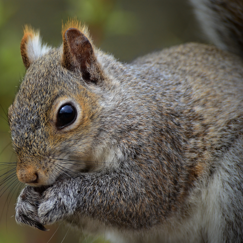 Mr Squirrel