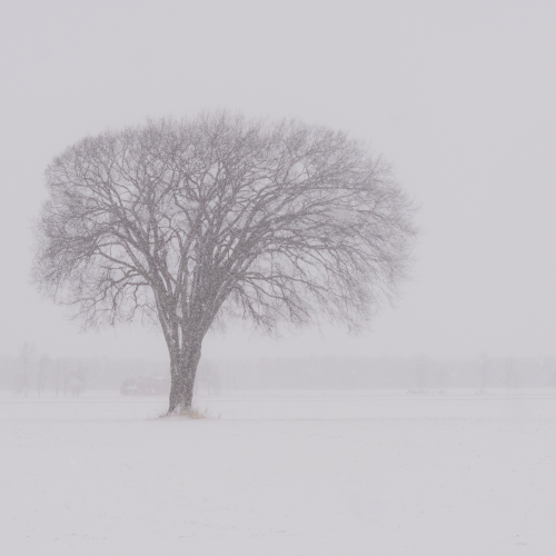 The Dreaming Tree