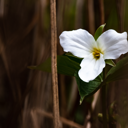 Trillium