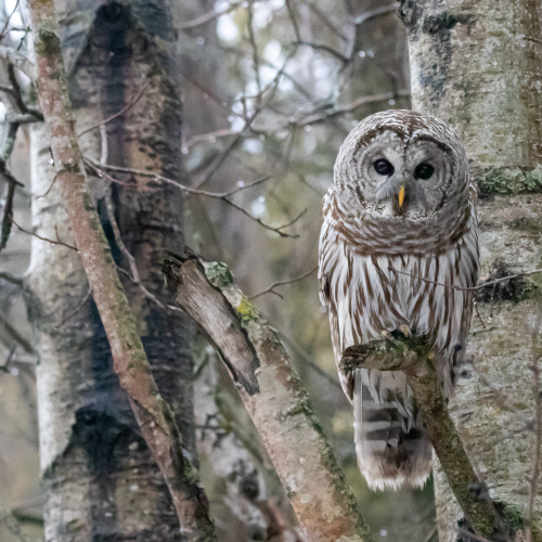 Barred Owl Stare
