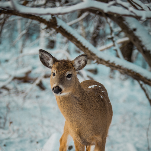 Snow day