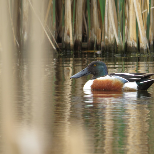 Swimming Shoveler