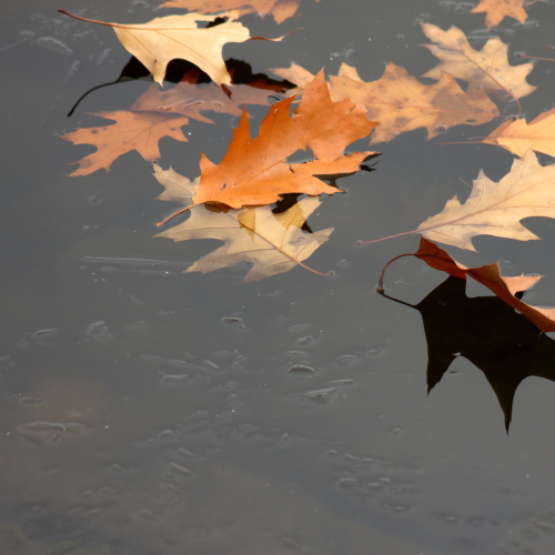 Frozen Leaf