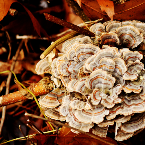 Forrest Fungus