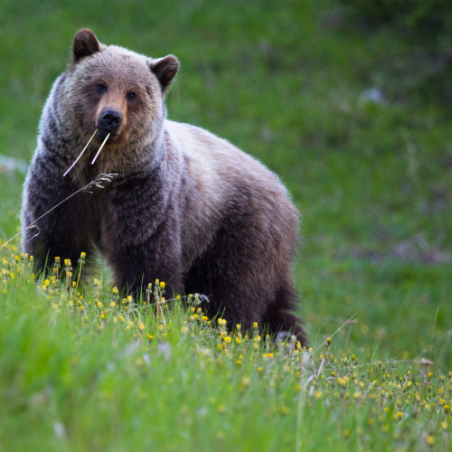 Springtime munchin'