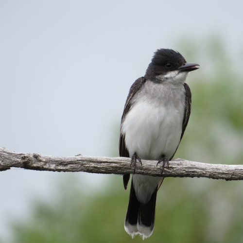 Perching Kingbird