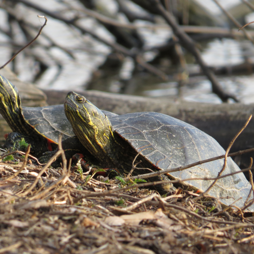 Sun Bathing Turtles