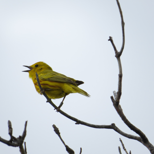 Singing Warbler