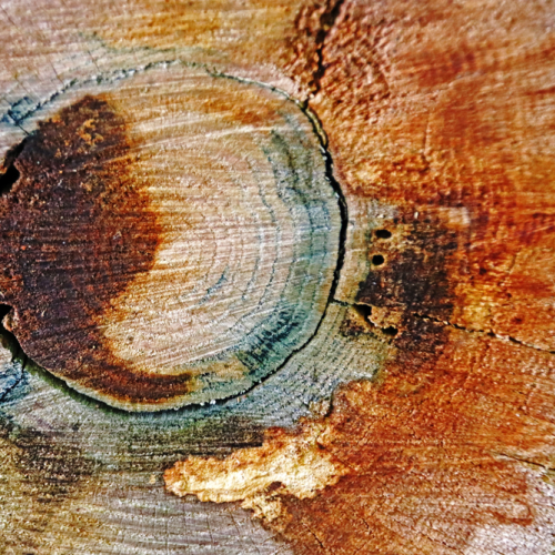 Colorful Cut Tree Log