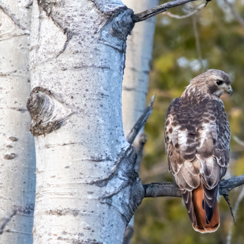 The Colours of the Red-tailed Hawk