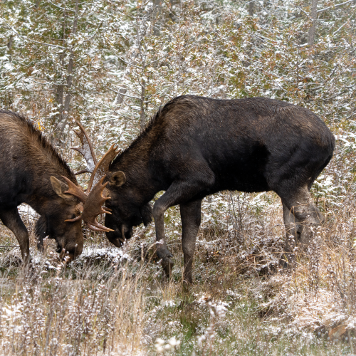 Bull Battle